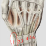 orthopaeden-handgelenk